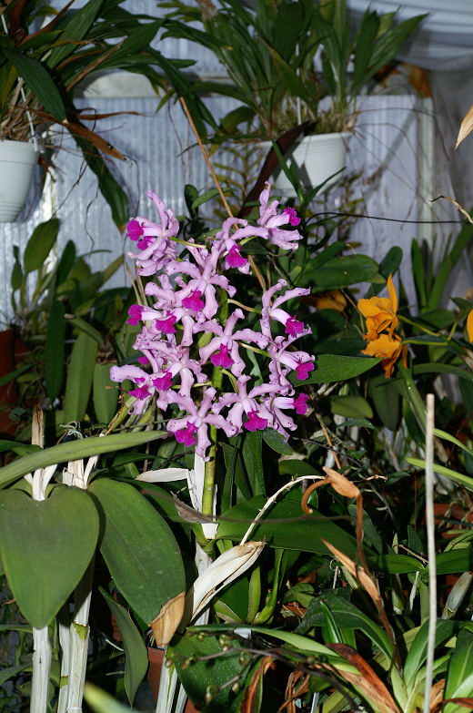 Cattleya amethystoglossa  f. coerulea Orchids2022012075