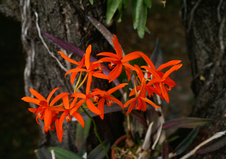 Cattleya (Laelia) sanguiloba Orchids2192013018k_zpsa687e220