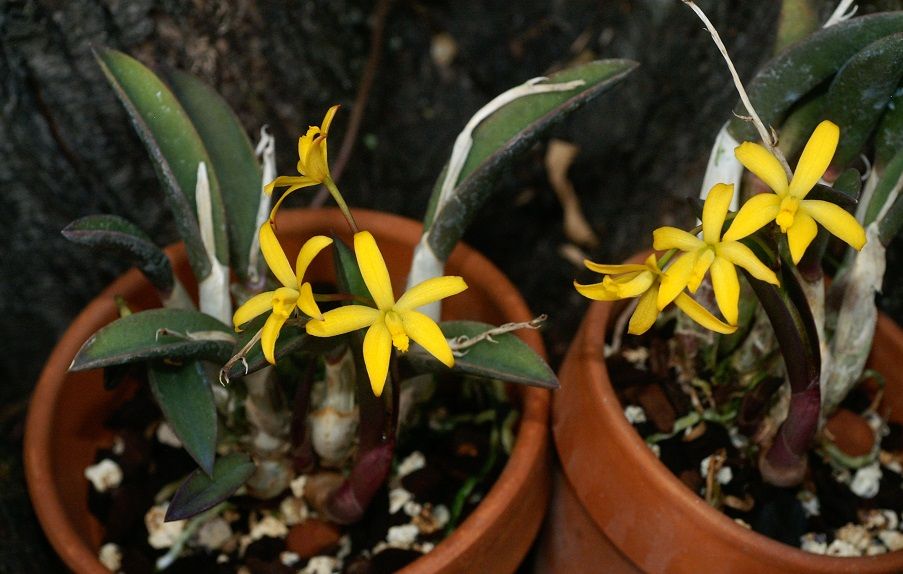 Cattleya (Laelia) itambana Orchids2192013054k_zps6402bdf3