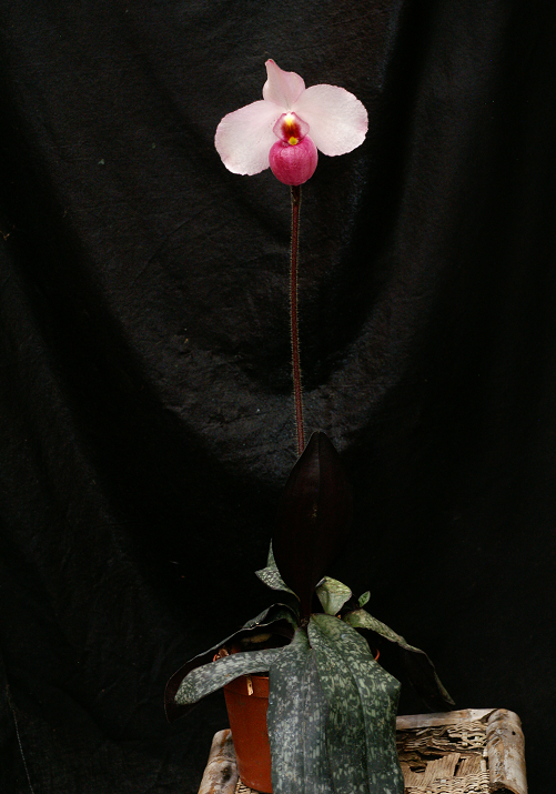 Paphiopedilum delenatii f. vinicolor Orchids2322013006v_zpsa86d1062