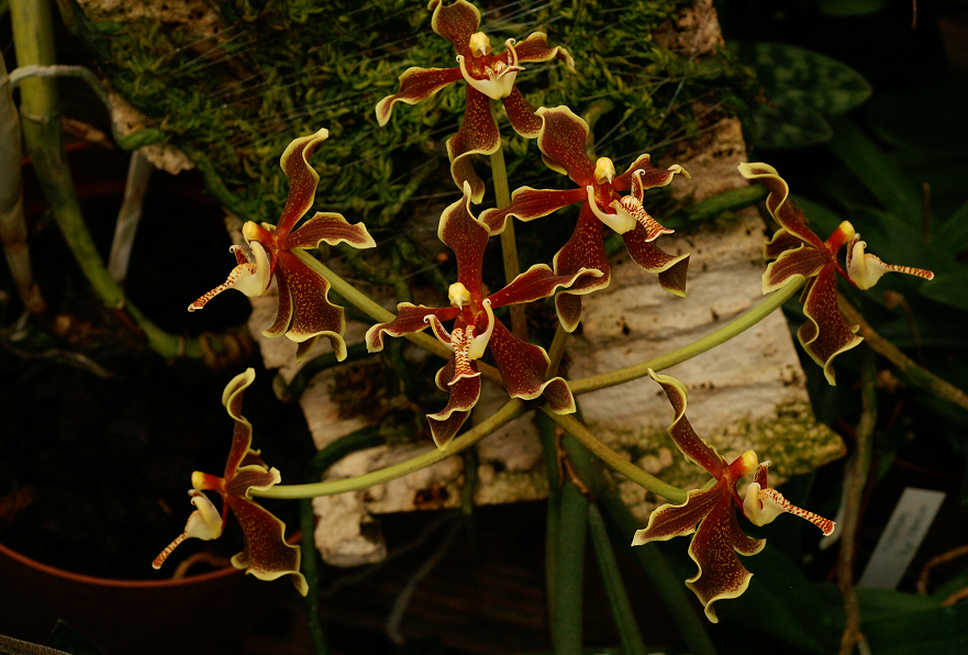 Paraphalaenopsis labukensis Orchids2332014016l_zpsd6debde8