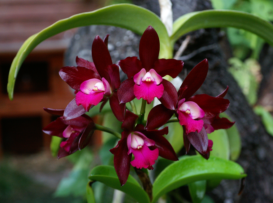 Cattlianthe Netrasiri Waxy 'Jairug' Orchids2782013025b_zps6f286277