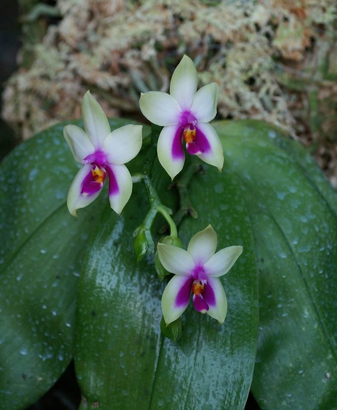 Phalaenopsis bellina Orchids2782013035b_zps1f9bf980