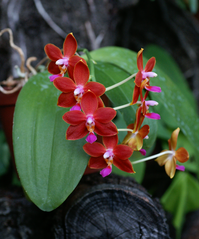 Phalaenopsis I-Hsin Salmon 'Copper Star' Orchids2782013046b_zpsfe09e527