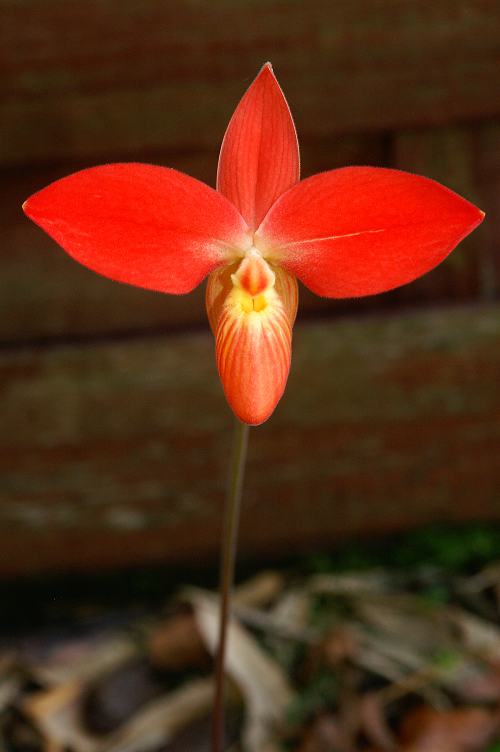 Phragmipedium besseae Orchids30122013063b_zpsecedb778