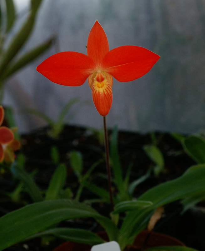 Phragmipedium besseae Orchids30122013071n_zpsb09d4a6d