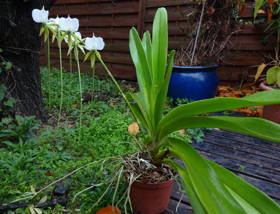 Angraecum eburneum longicalcar Orchids4112013111s_zps13352691