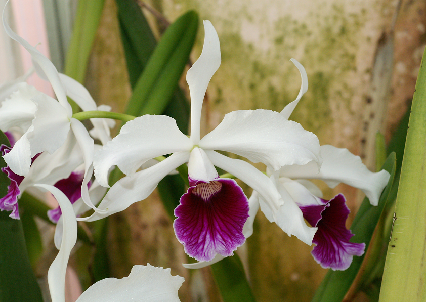 Laelia purpurata Orchids662014024s_zpsda3b4d53