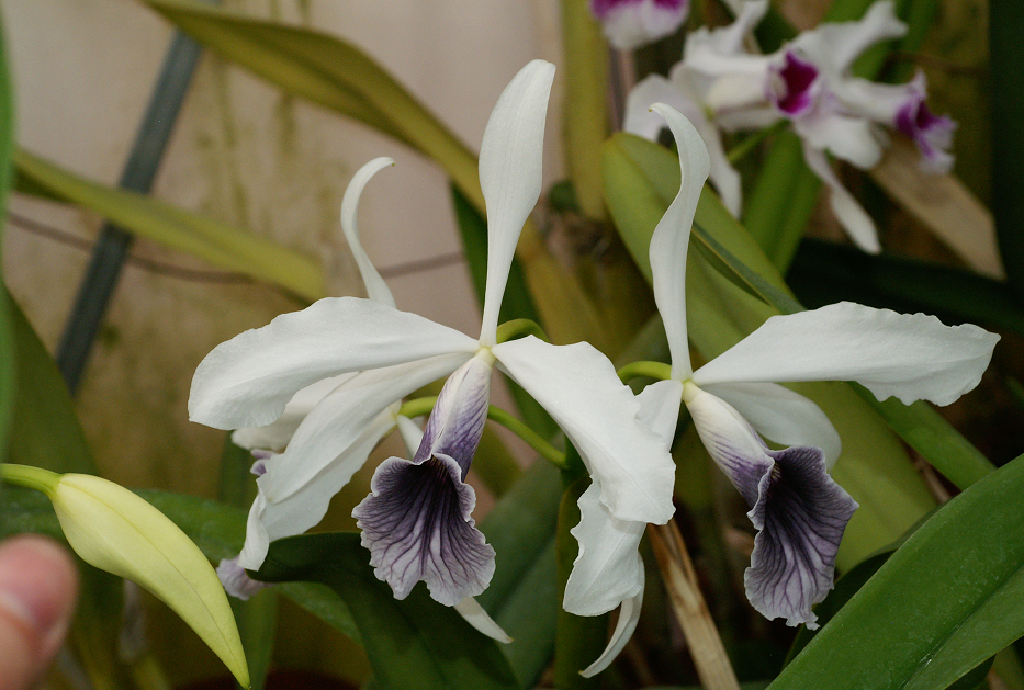 Cattleya (Laelia) purpurata f. coerulea (Ardosia) Orchids662014032d_zps7adc36f2