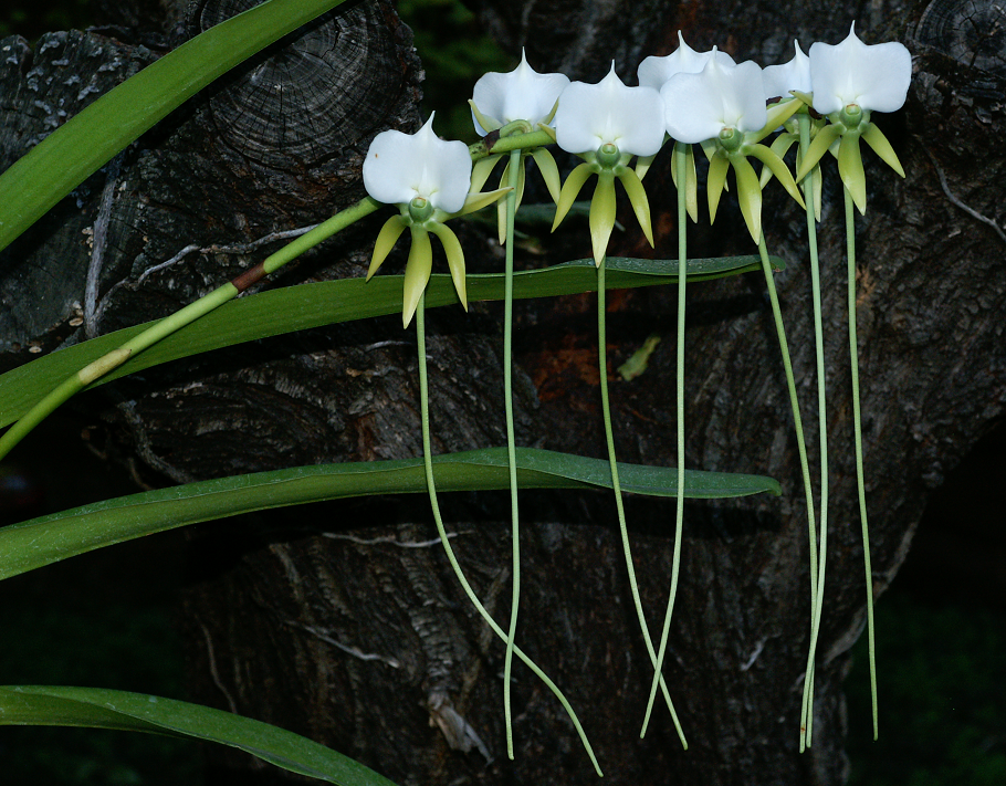 Angraecum eburneum longicalcar Orchids81112076v
