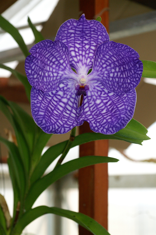 Vanda bleu Orchids972014048k_zps75de5197