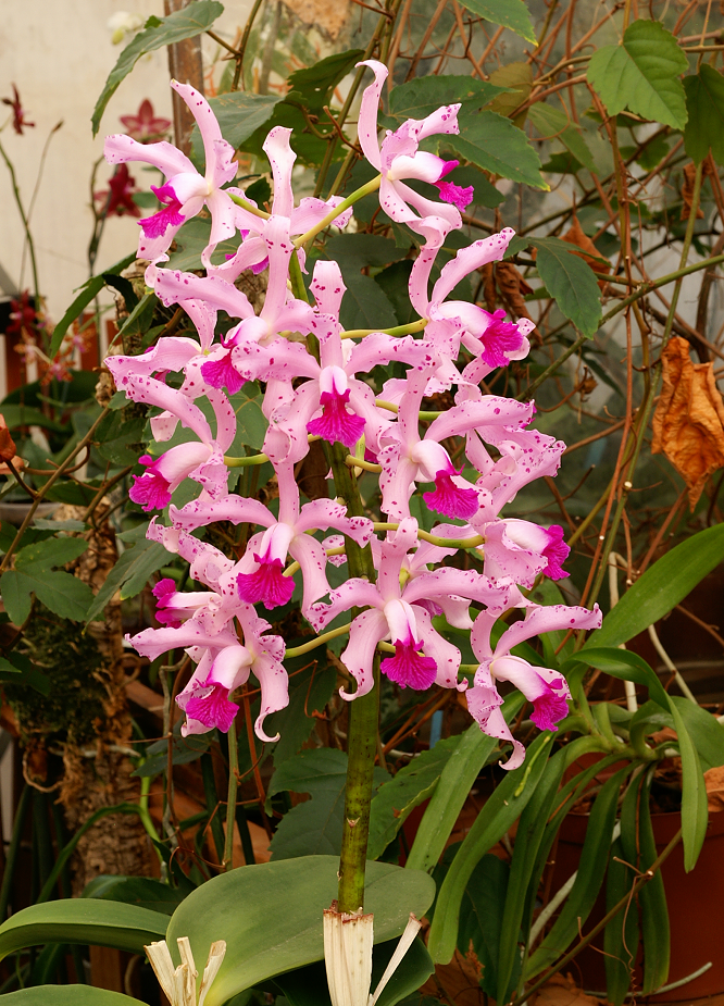 Cattleya amethystoglossa Orchidsfeb2009034