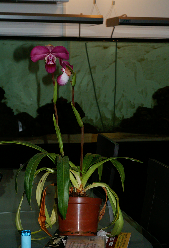 Phragmipedium kovachii - Page 2 Orchidstokyodome2911016