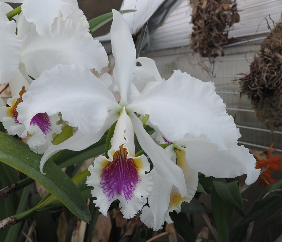 Cattleya mossiae f. semi-alba  Plantes%201%205%202017%20068b_zpscobkq7jw