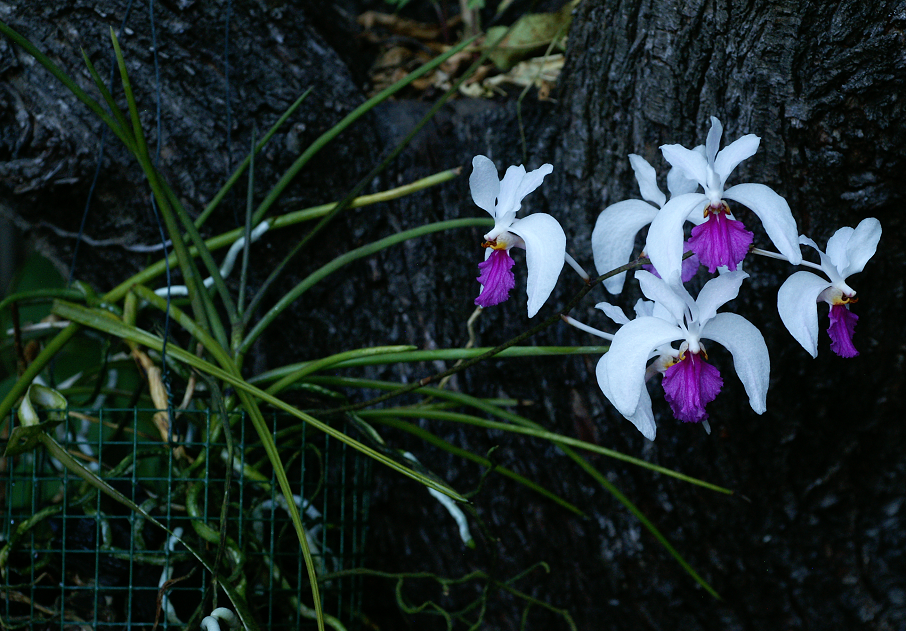 Holcoglossum kimballianum Orchids1192014028f_zps384c399c