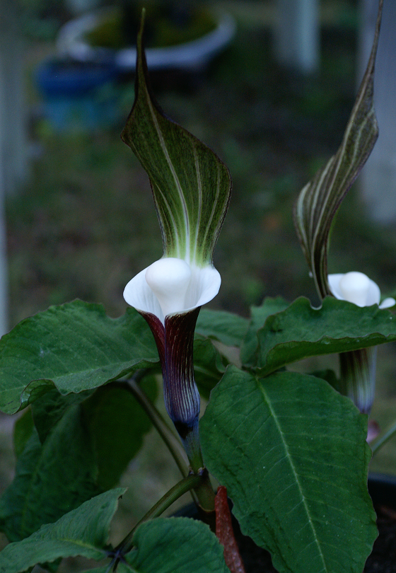 Arisaema sikokianum Orchids142014079v_zpsbacd5c4a