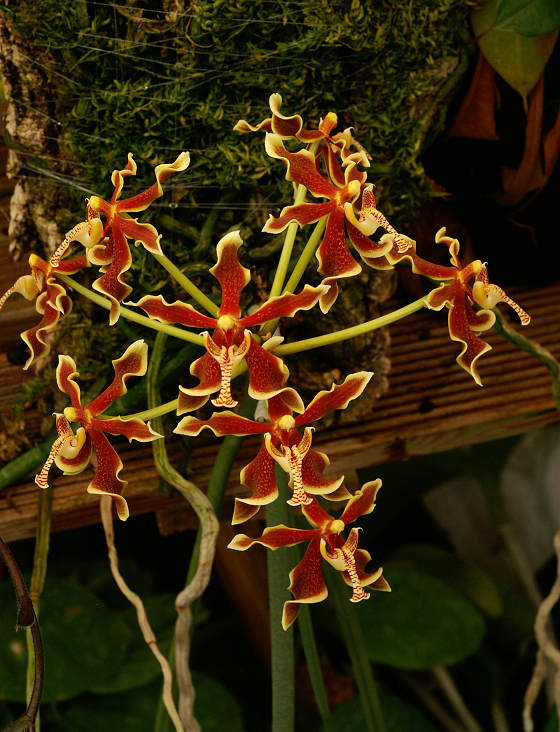 Paraphalaenopsis labukensis Orchids2332014019l_zps6e756df9