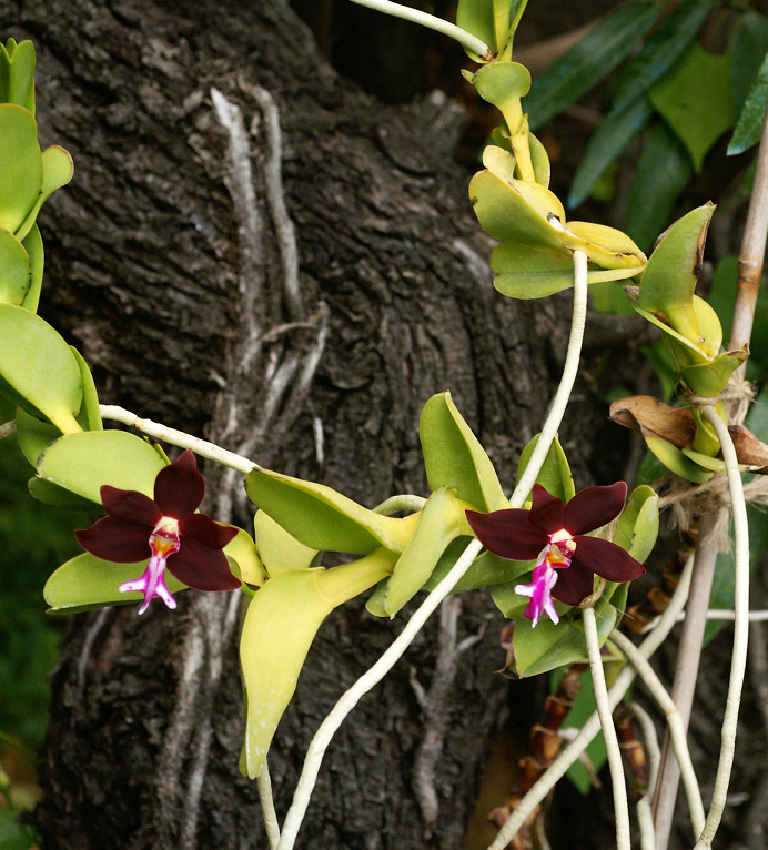 Trichoglottis atropurpurea (brachiata) Orchids2392014049j_zps4e4885de