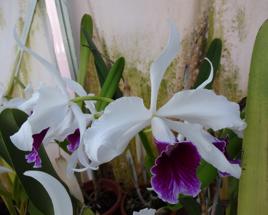 Laelia purpurata Orchids662014058e_zps1e993e86