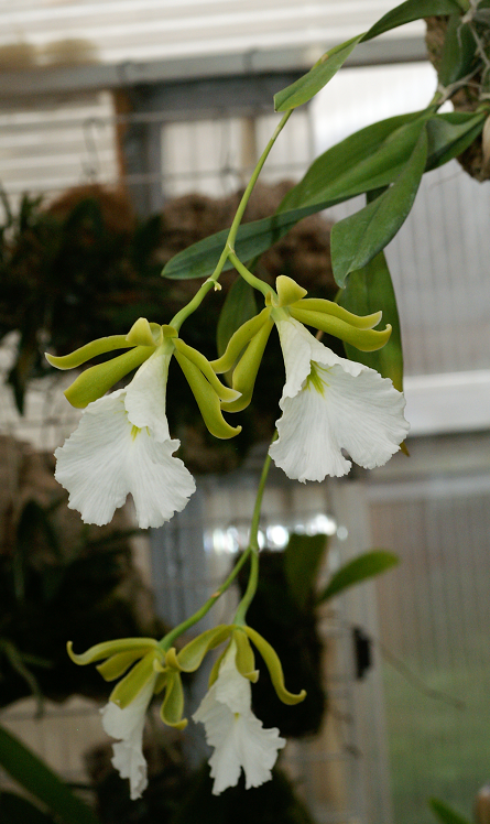Prosthechea (Euchile) mariae  Orchids972014052k_zpsbe9cf97f
