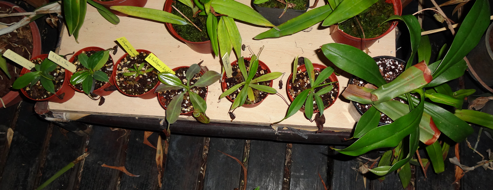 mes plantes carnivores nepenthes highland - Page 3 Photo1292013006c_zps85db2cc8