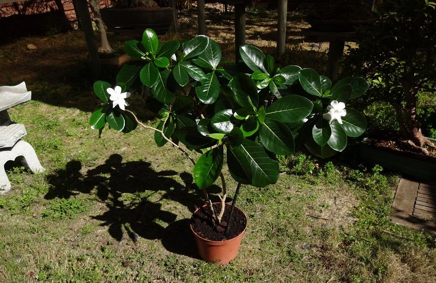 Tiaré (Gardenia tahitensis) Bonsai%202%204%202015%20021d_zpsvqxpryls