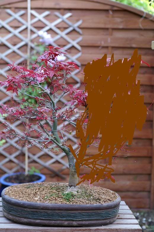 Suivi de l'effeuillage de mon Mame Acer buergerianum Zzzzzzzzzzzzzzzdesojho