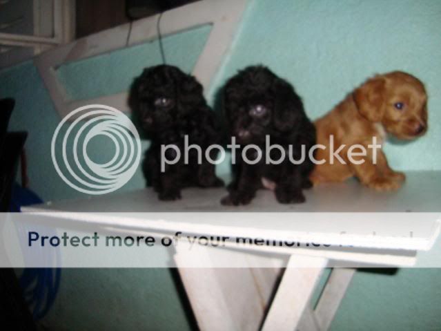 QUALITY TOY POODLES FOR GRABS  RUSH RUSH 3pups-2