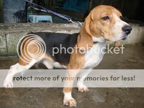 STUD SERVICE: QUALITY 23 RED MARKS BEAGLE ACCEPTS HOME SERVICE RUSH RUSH Sidebeagle23redsXXX