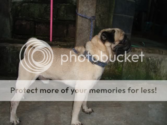 PETS FOR SALE" MALE PUG RUSH RUSH SALE / TRADE / STUD SERVICE Bestpugsideview