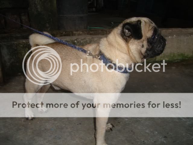 PETS FOR SALE" MALE PUG RUSH RUSH SALE / TRADE / STUD SERVICE Sideview