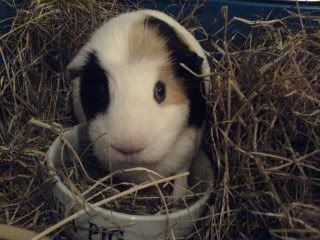 DSC00006.jpg