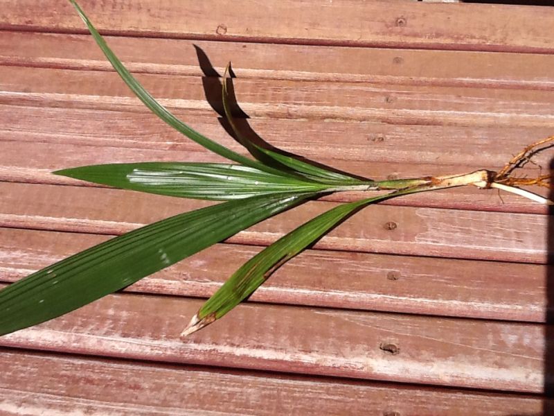 Queen palm seedlings For sale - For Sale - PalmTalk