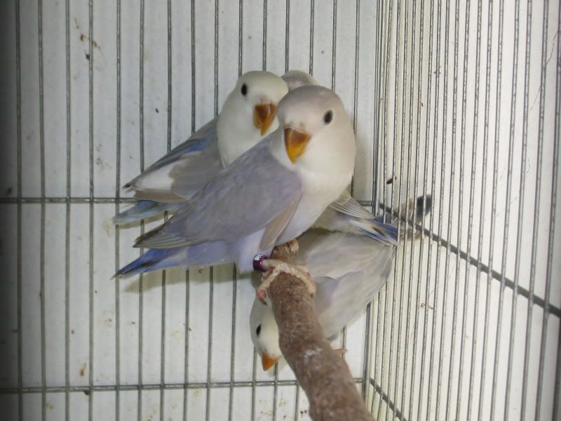 FALLOWS, LAVANDERS, ALBINO Birds020