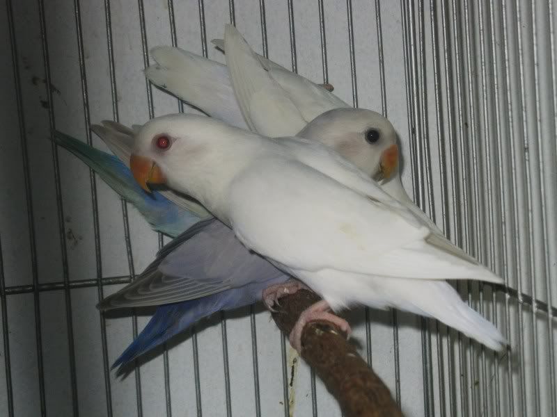 FALLOWS, LAVANDERS, ALBINO White