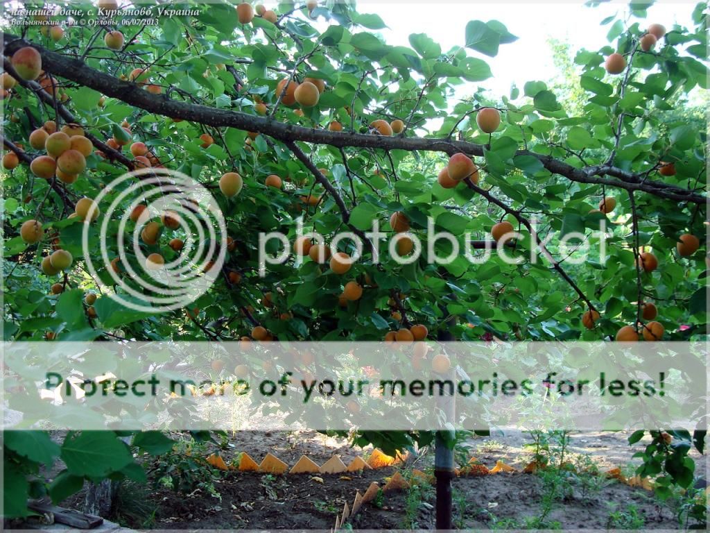 �������� ������ �� ��� �������� ����� ��������� ������������� ���� �������