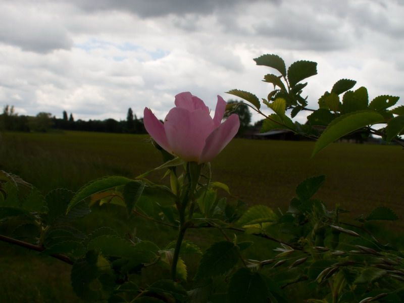 photo IMG_3117izm.jpg