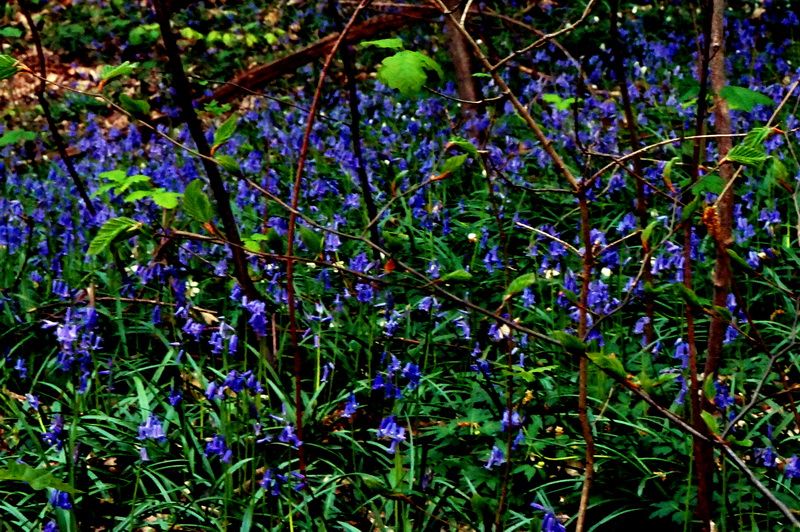 photo DSC06036izm.jpg