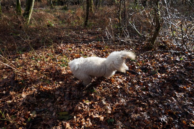 photo DSC01691izm.jpg