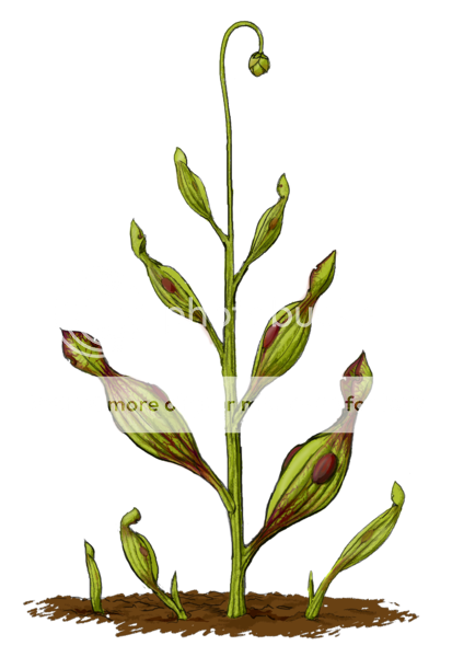 A planta carnívora da era dos dinossauros 413px-Archaeamphora_longicervia