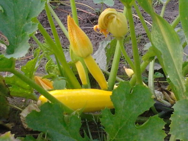 2014-07-27180101_zps00c4d22f.jpg