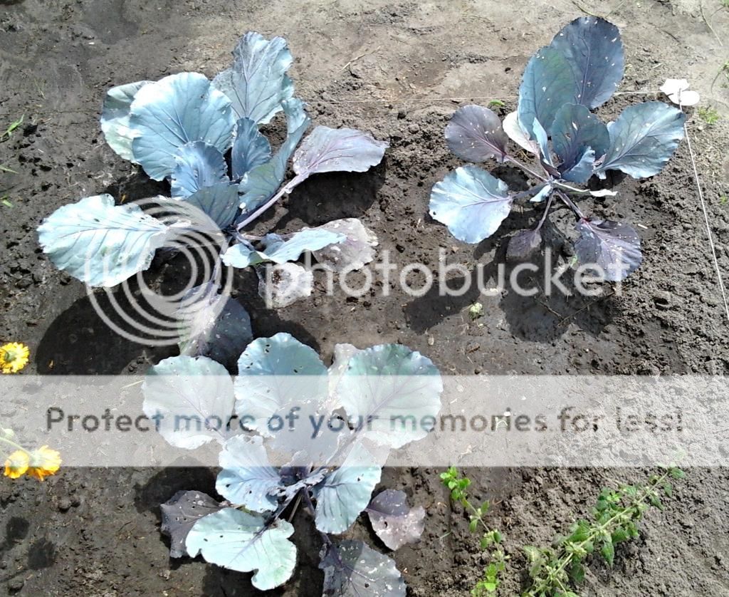 9f5874af-5ba6-49fc-89f2-61d8e5bbee00_zps46f10ebf.jpg?t=1407145596