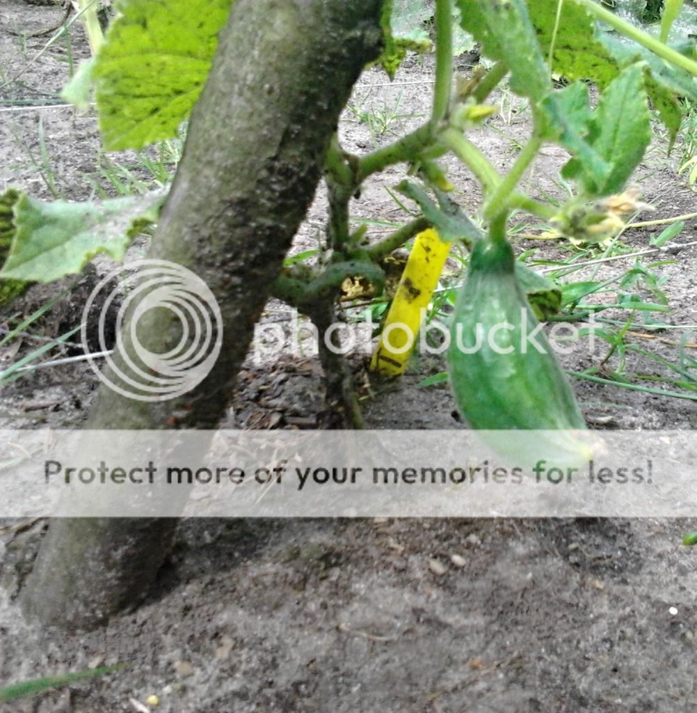 a8d9c6c3-64af-4873-9242-4b8d4ae85580_zpsc8ae1926.jpg?t=1409169267