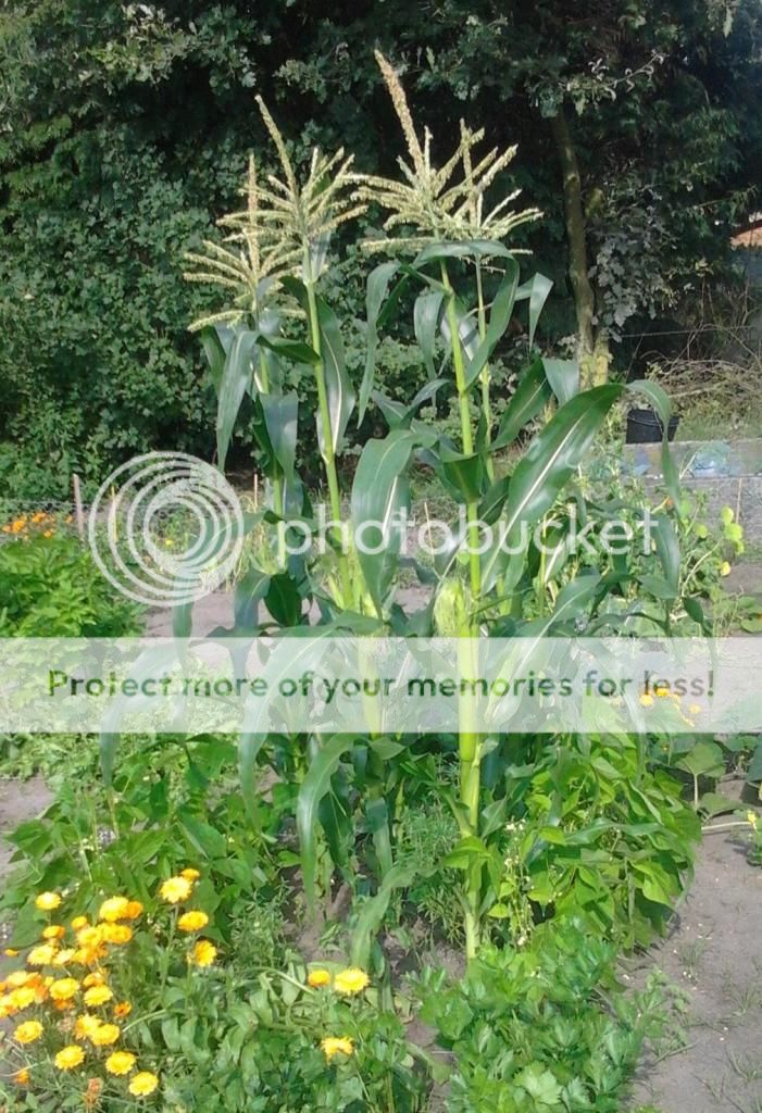 e8b62018-98f2-4d4e-aecb-e0b7727a91c2_zpsa7615a75.jpg?t=1407144838