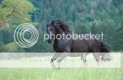 Moon Dance a pinto mare Friesian20Stallion20Running