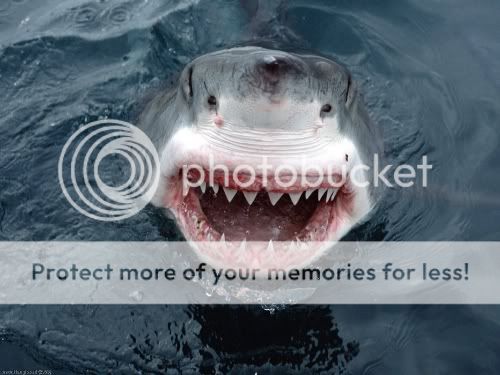 (القرش الابيض العظيم ...Great White Shark) GreatWhiteShark500