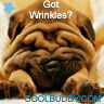 Animal avatars animated 036_wrinkless