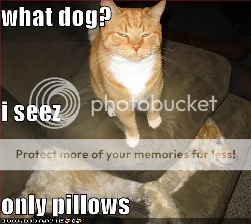 Daily LOLCats! :D Funny-pictures-cat-hides-dog-under-
