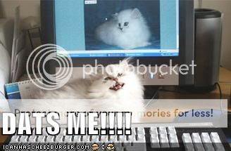 Daily LOLCats! :D Funny-pictures-cat-is-excited-to-se