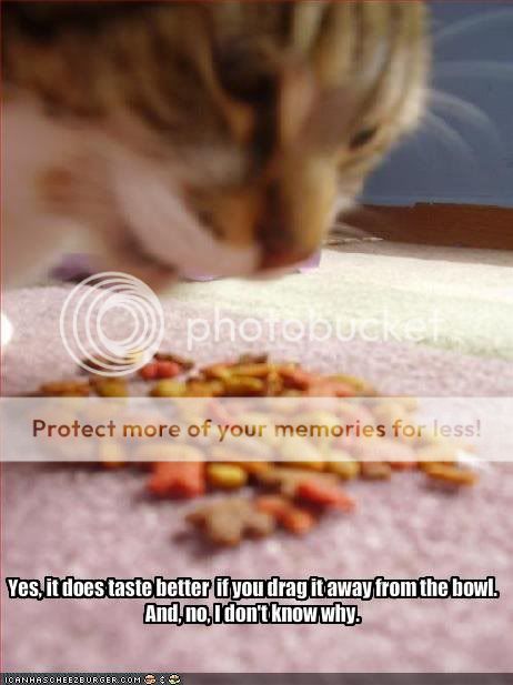 Daily LOLCats! :D Funny-pictures-cat-likes-to-eat-off